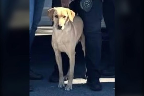 Miami Gardens K-9 Gael Still Missing After Getting Struck by Car, Fleeing Scene