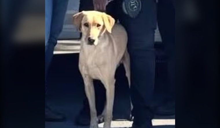 Miami Gardens K-9 Gael Still Missing After Getting Struck by Car, Fleeing Scene