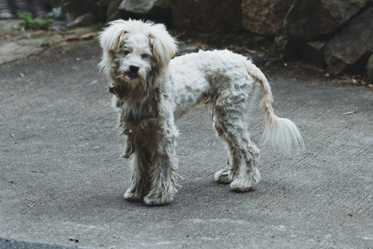 Miami High-Rise Dog Owner Arrested After Neighbors Spot Thin Pup On Filthy Balcony
