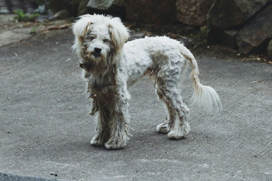 Miami High-Rise Dog Owner Arrested After Neighbors Spot Thin Pup On Filthy Balcony