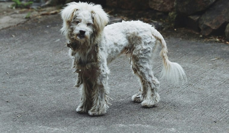 Miami High-Rise Dog Owner Arrested After Neighbors Spot Thin Pup On Filthy Balcony