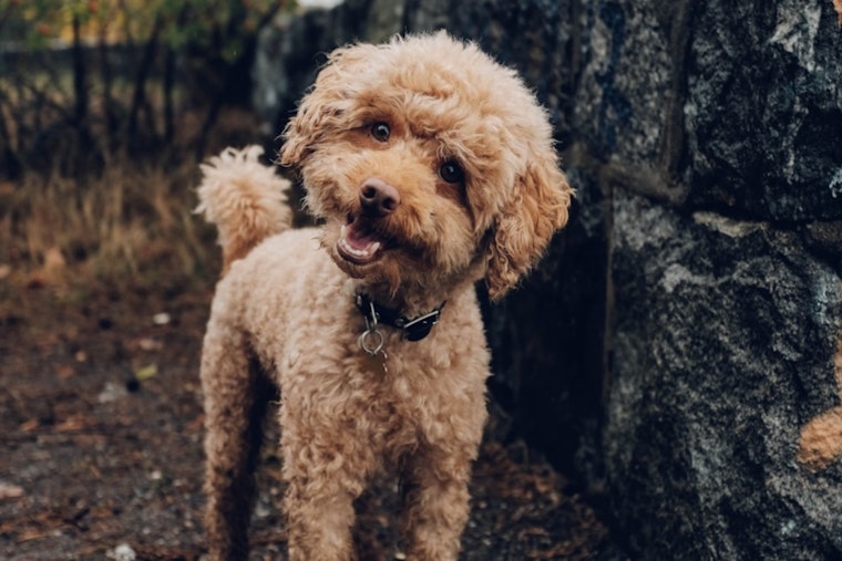 Miami Mom Facing Chemo Fights To Get Son's Poodle Back From Sitter