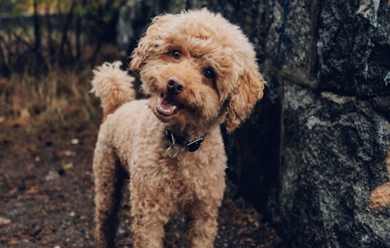 Miami Mom Facing Chemo Fights To Get Son's Poodle Back From Sitter
