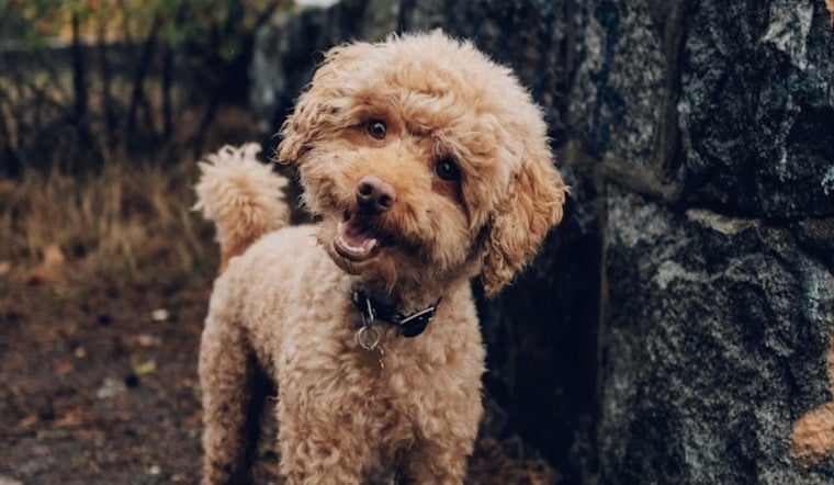 Miami Mom Facing Chemo Fights To Get Son's Poodle Back From Sitter
