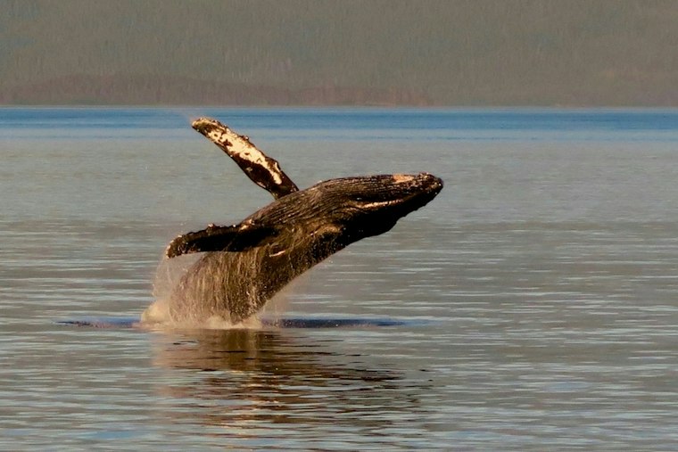 Minke whale freed after fishing-gear entanglement off Wellfleet