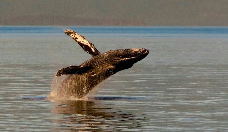 Minke whale freed after fishing-gear entanglement off Wellfleet