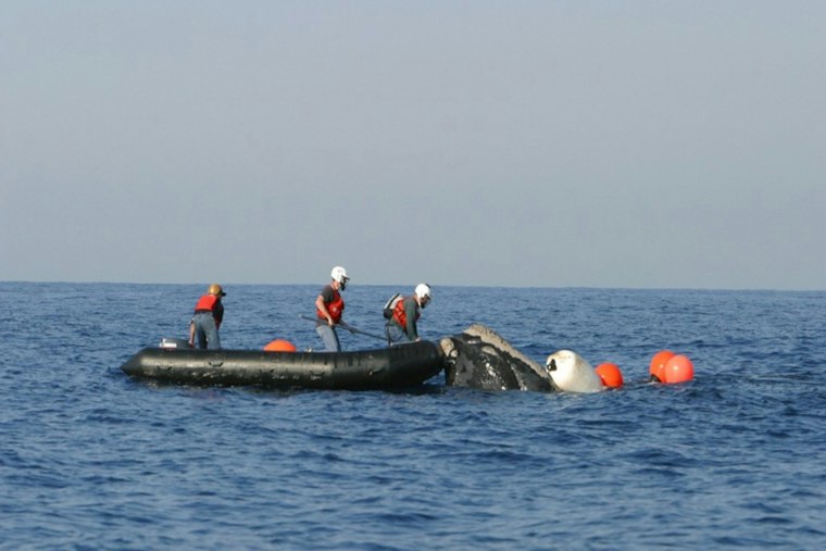 Minke Whale Freed From Fishing Gear Off Eastham