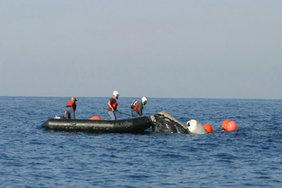 Minke Whale Freed From Fishing Gear Off Eastham