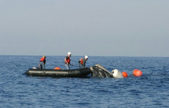 Minke Whale Freed From Fishing Gear Off Eastham