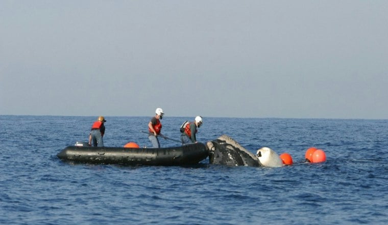 Minke Whale Freed From Fishing Gear Off Eastham
