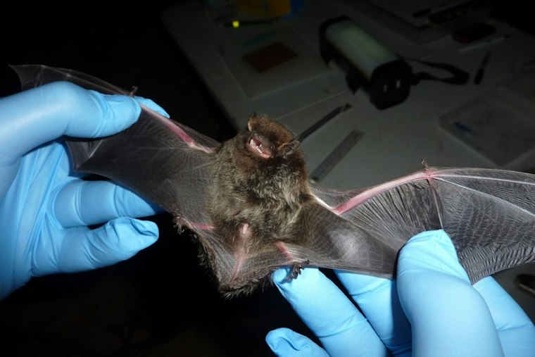 Minnesota Health Officials Warn ASAP Wildlife Customers Who Had Animals Tested