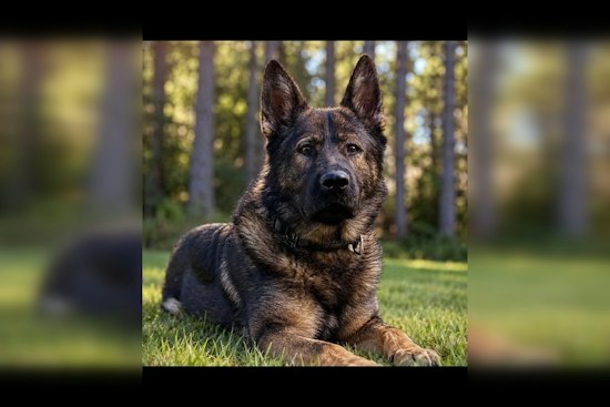 Minnesota K-9 Ollie Sniffs Out Gun Tossed by Superior Beach Shooter