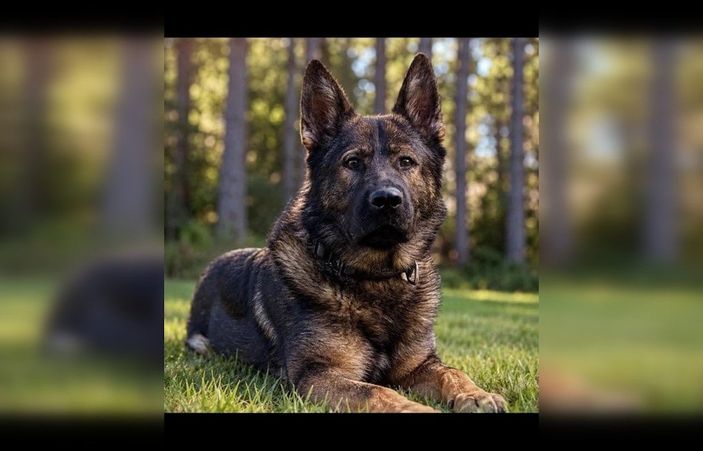 Minnesota K-9 Ollie Sniffs Out Gun Tossed by Superior Beach Shooter
