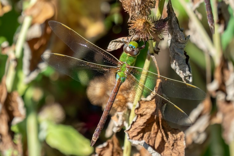 Missouri's Dragonfly Boom Explained: Mississippi River Flyway Fuels the Swarm