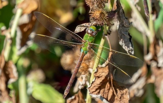 Missouri's Dragonfly Boom Explained: Mississippi River Flyway Fuels the Swarm
