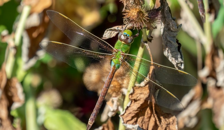 Missouri's Dragonfly Boom Explained: Mississippi River Flyway Fuels the Swarm