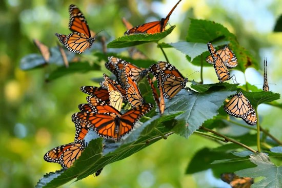 Monarch Butterflies Head South From Michigan Shores — Here's Where to Watch