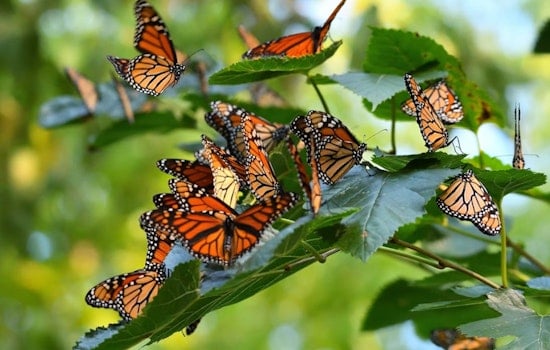 Monarch Butterflies Head South From Michigan Shores — Here's Where to Watch