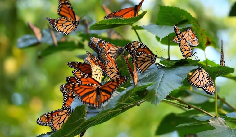 Monarch Butterflies Head South From Michigan Shores — Here's Where to Watch