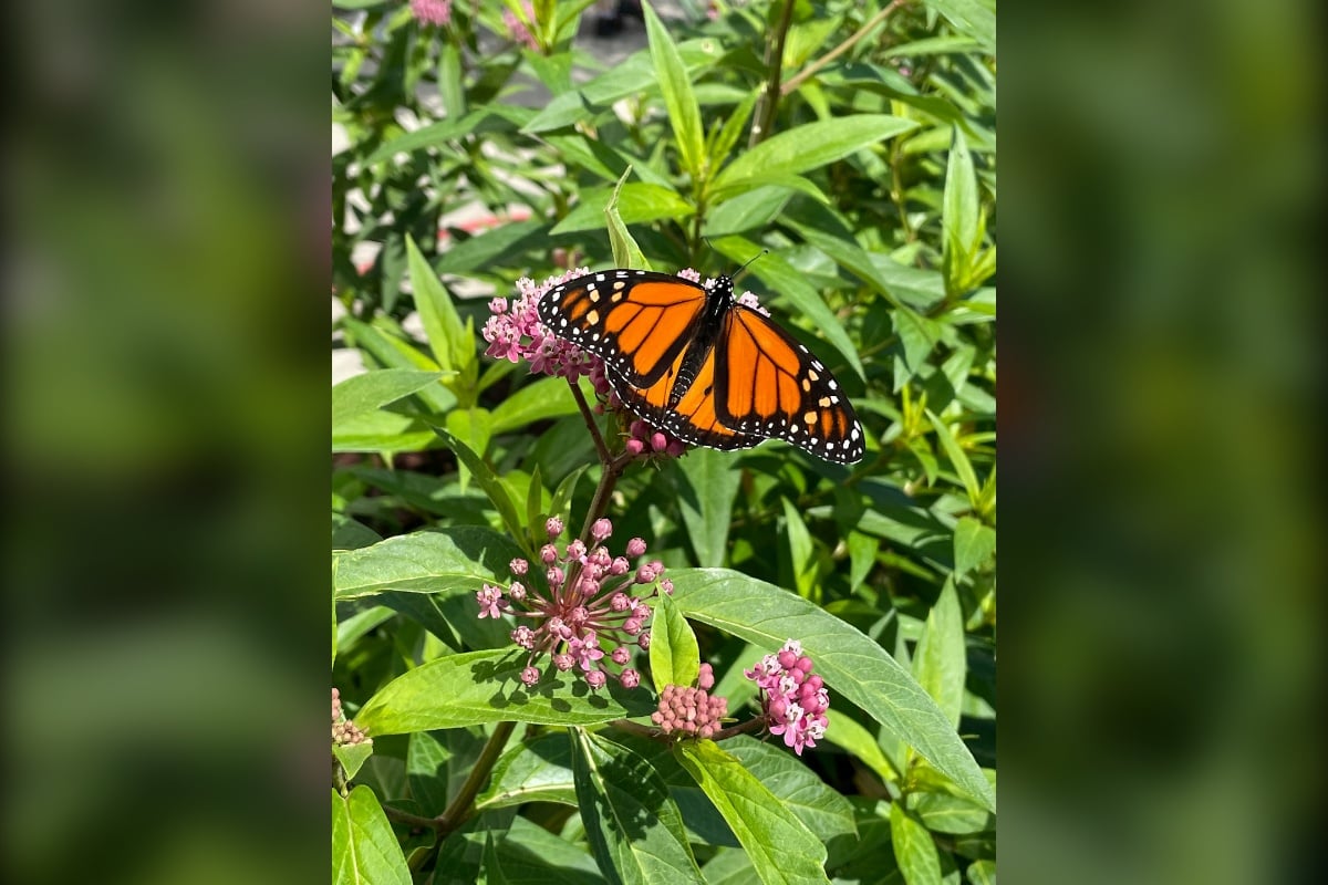Monarch Migration Passes Through Tawny Oaks, Edelstein Illinois