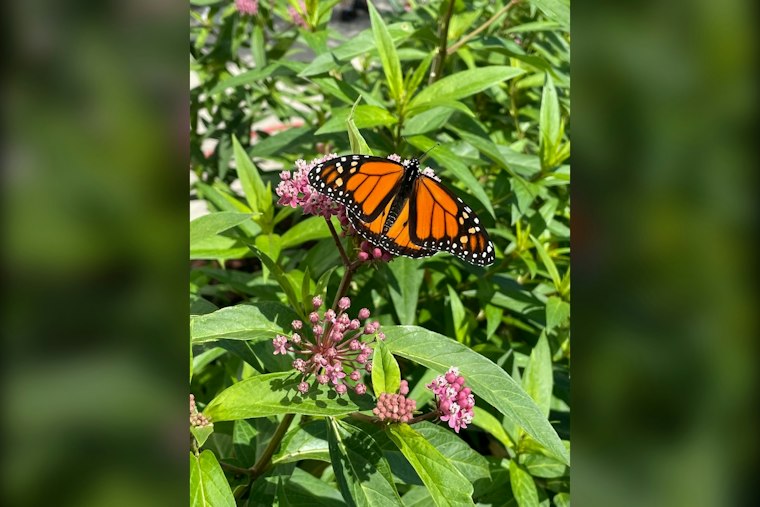 Monarch Butterflies Swarm Edelstein's Tawny Oaks on 2,500-Mile Trek to Mexico