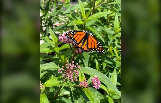 Monarch Butterflies Swarm Edelstein's Tawny Oaks on 2,500-Mile Trek to Mexico