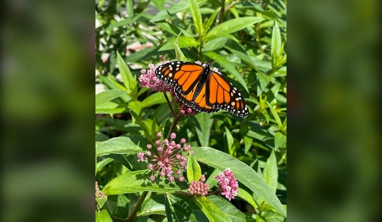 Monarch Butterflies Swarm Edelstein's Tawny Oaks on 2,500-Mile Trek to Mexico