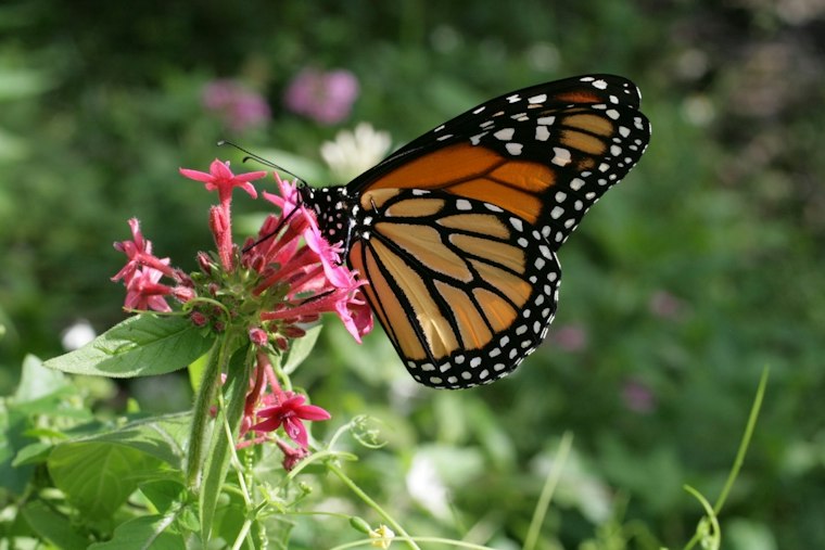 Monarch Butterflies Swarm Upstate SC as Peak Migration Hits, Greer Leads Rescue Push