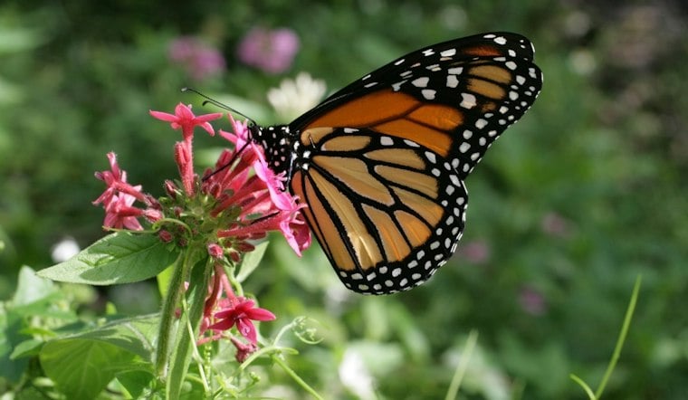Monarch Butterflies Swarm Upstate SC as Peak Migration Hits, Greer Leads Rescue Push