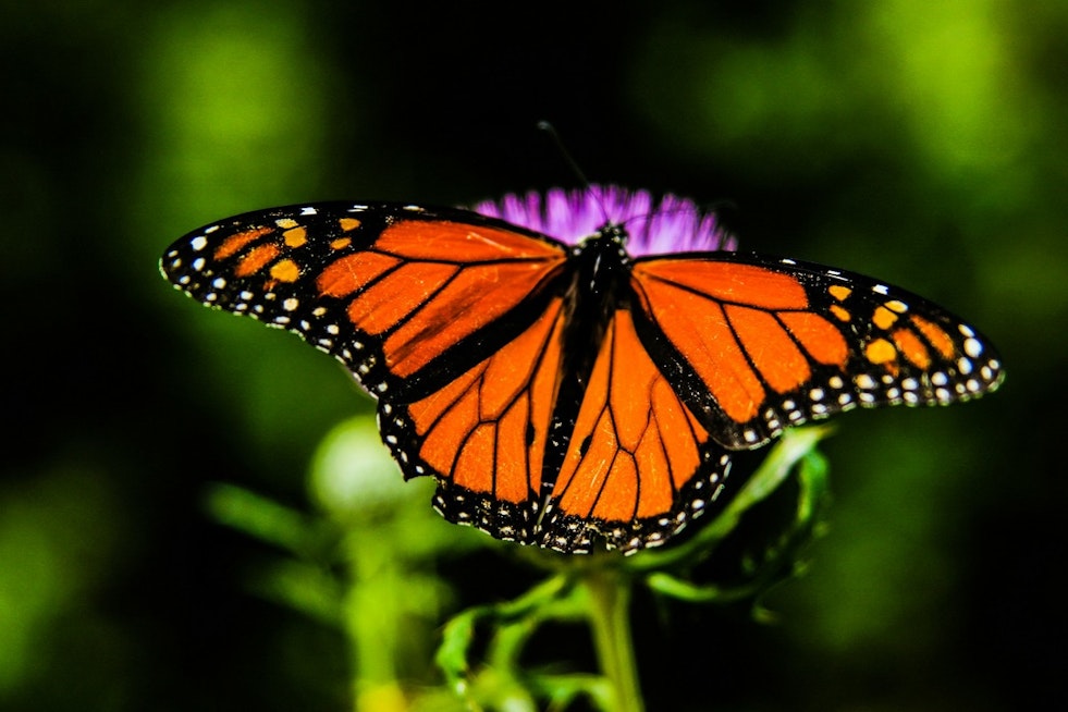 Monarch Highway Plan Stalled, but States Still Plant Butterfly Rest Stops