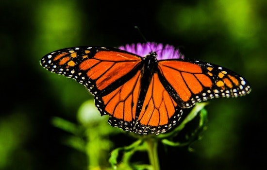 Monarch Highway Plan Stalled, but States Still Plant Butterfly Rest Stops