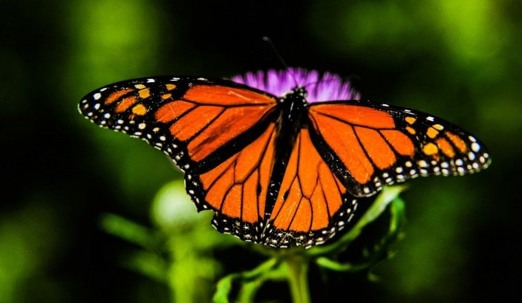 Monarch Highway Plan Stalled, but States Still Plant Butterfly Rest Stops
