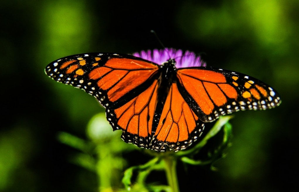 Monarch Highway Plan Stalled, but States Still Plant Butterfly Rest Stops