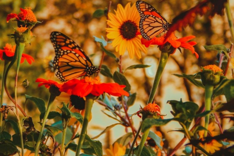 Monarchs Are Fueling Up Along the Delmarva Coast — Here's How to Help Them Survive