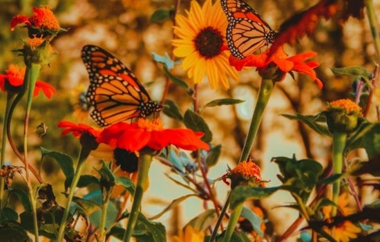 Monarchs Are Fueling Up Along the Delmarva Coast — Here's How to Help Them Survive