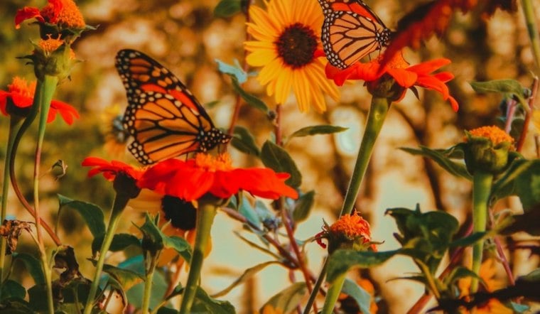 Monarchs Are Fueling Up Along the Delmarva Coast — Here's How to Help Them Survive