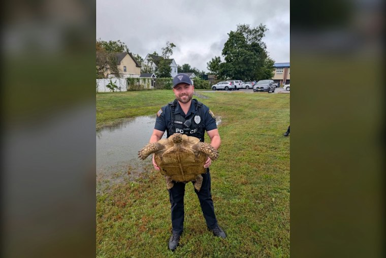 Monroe Township Police Nab Slow-Moving Suspect, Now Seek Turtle's Owner
