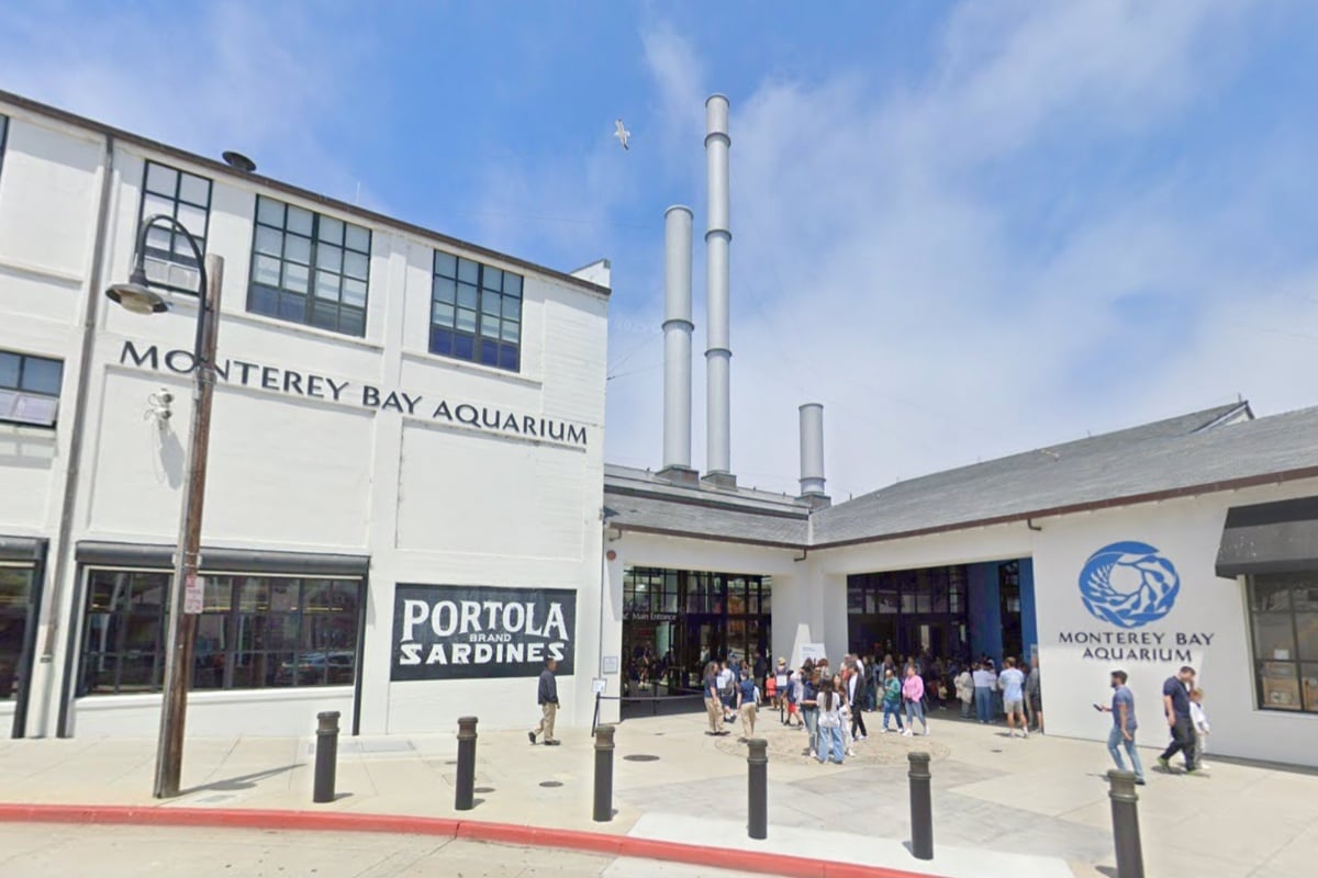 Monterey Bay Aquarium Swaps Splash Zone For Penguin-Powered Empathy Gallery