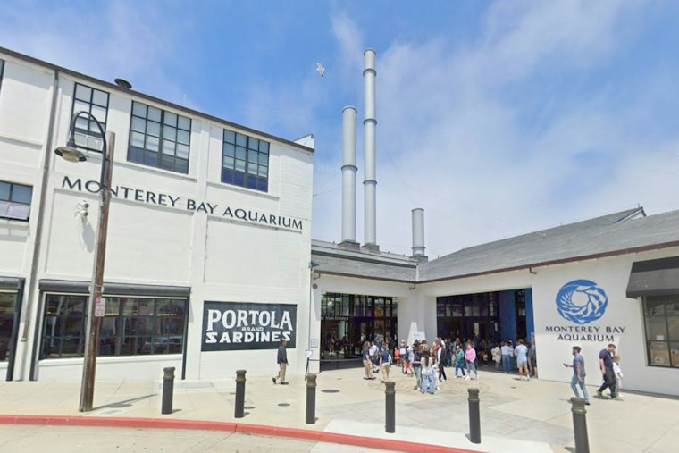 Monterey Bay Aquarium Swaps Splash Zone For Penguin-Powered Empathy Gallery