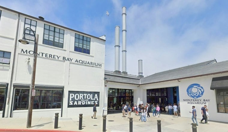 Monterey Bay Aquarium Swaps Splash Zone For Penguin-Powered Empathy Gallery