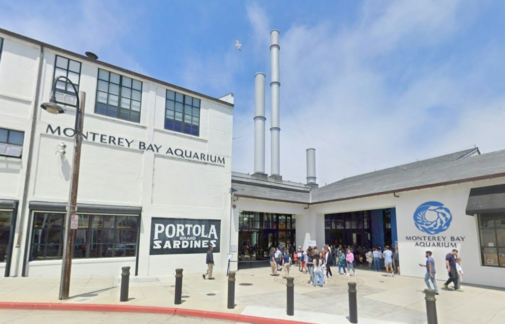 Monterey Bay Aquarium Swaps Splash Zone For Penguin-Powered Empathy Gallery