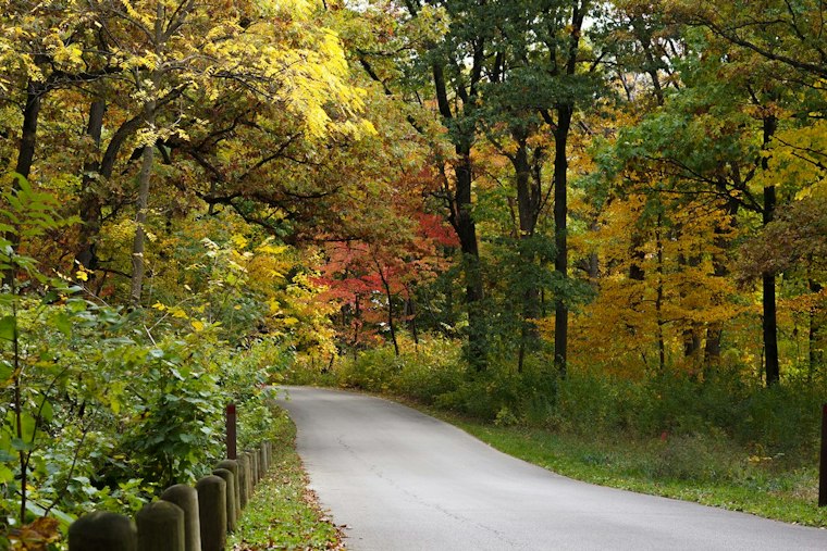 Morton Arboretum, MKSK Win Chicago Contest to Reforest City Streets