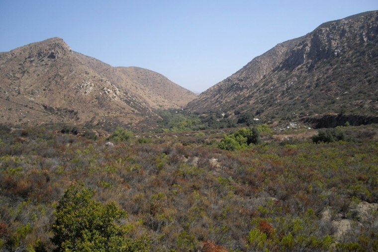 Mountain Lion Follows San Diego Runner at Mission Trails, Bares Teeth 5 Feet Away