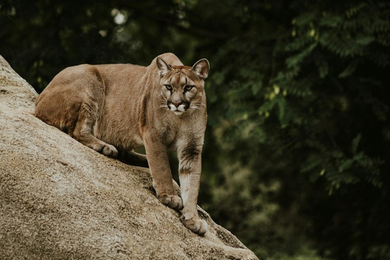 Mountain Lion Perched in Westminster Tree Forces Eaton Street Shutdown