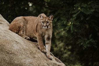 Mountain Lion Perched in Westminster Tree Forces Eaton Street Shutdown