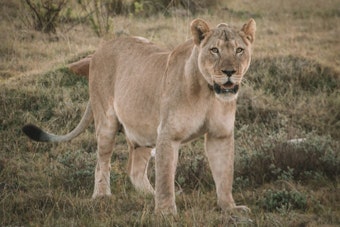 Mountain Lion Prowls SF's Panhandle, Officials Urge Residents to Stand Tall, Not Run