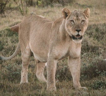Mountain Lion Prowls SF's Panhandle, Officials Urge Residents to Stand Tall, Not Run