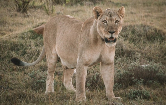 Mountain Lion Prowls SF's Panhandle, Officials Urge Residents to Stand Tall, Not Run
