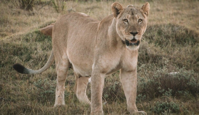 Mountain Lion Prowls SF's Panhandle, Officials Urge Residents to Stand Tall, Not Run