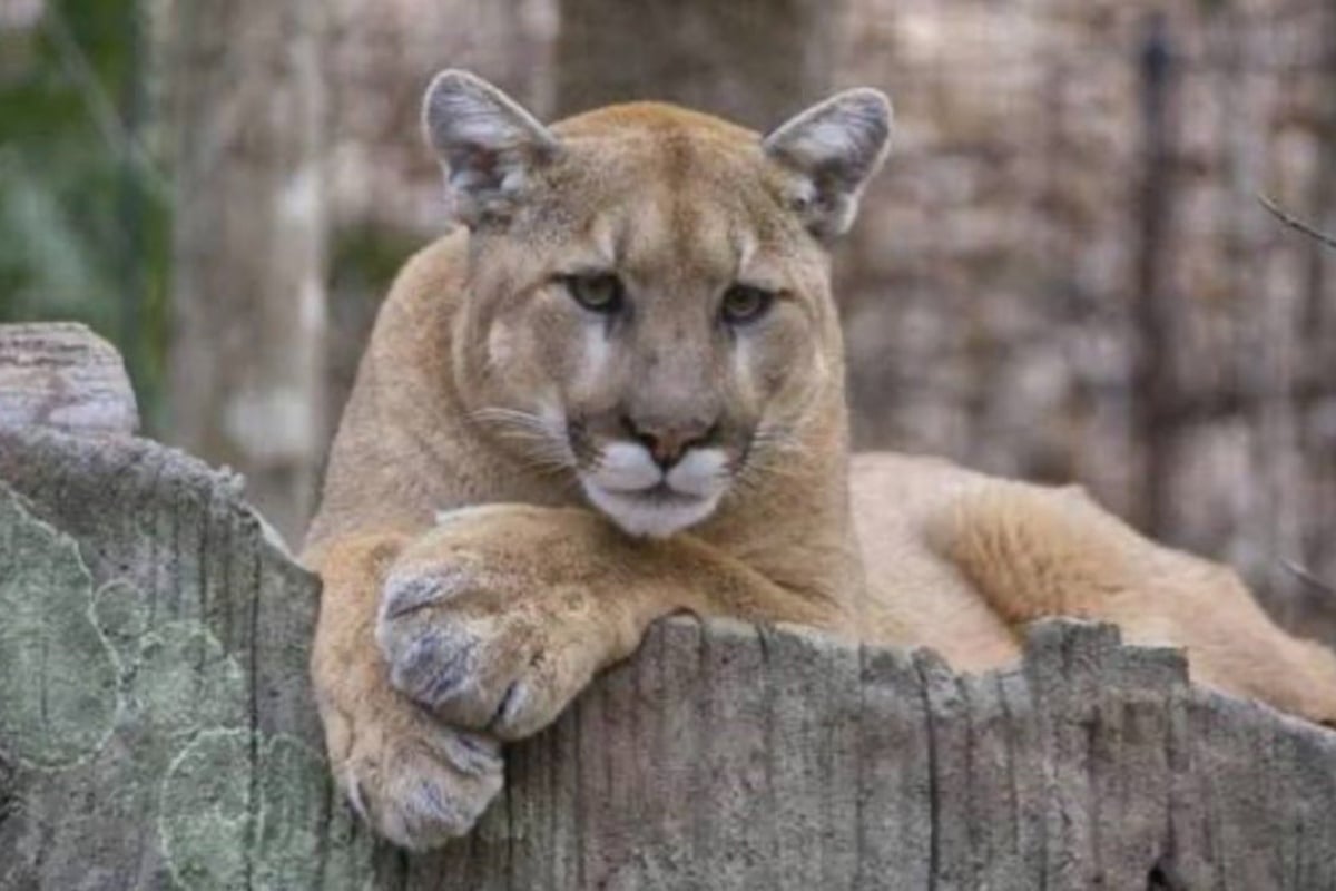 San Francisco Mountain Lion Captured After Tense Sunset District Standoff